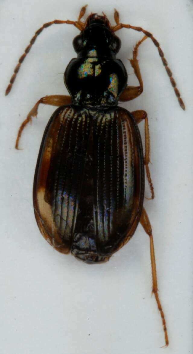 Plancia ëd Bembidion (Peryphus) tetracolum Say 1823