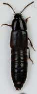 Image of Tachinus (Tachinus) elongatus Gyllenhal 1810