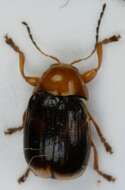 <i>Cryptocephalus pusillus</i> resmi