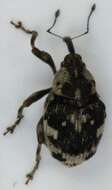 صورة Hadroplontus litura (Fabricius & J. C. 1775)