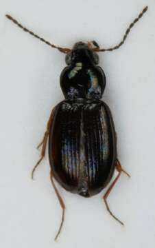 Image of Carabidae