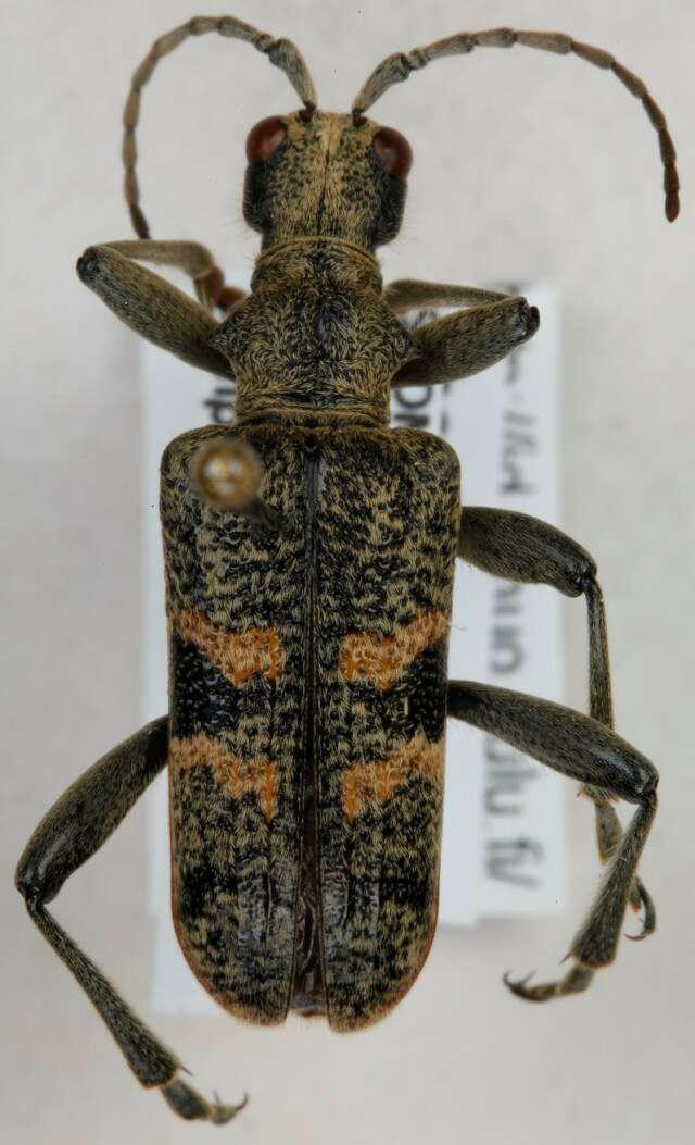 Image of Blackspotted Pliers Support Beetle