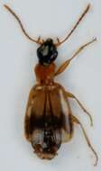 Image of Ground beetle