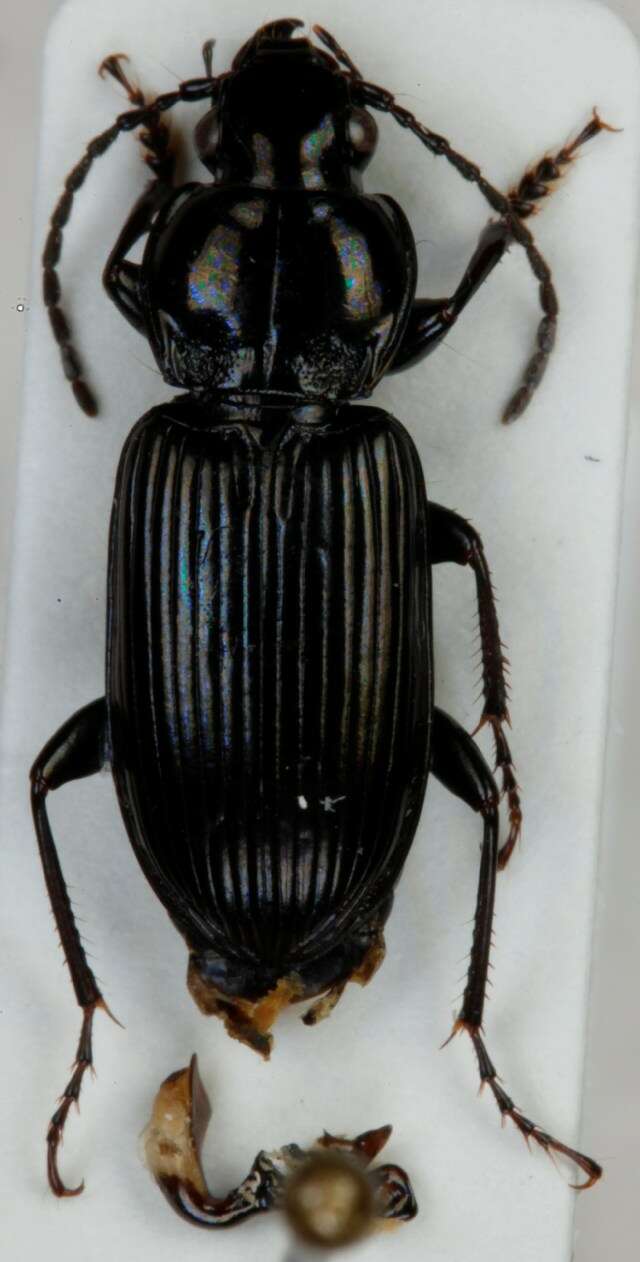 Imagem de Pterostichus (Pseudomaseus) nigrita (Paykull 1790)