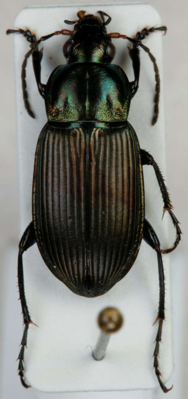 Imagem de Poecilus (Poecilus) cupreus (Linnaeus 1758)