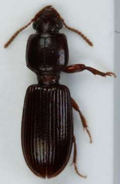 Image of Ground beetle