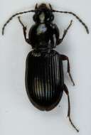 Image de Pterostichus (Phonias) diligens (Sturm 1824)