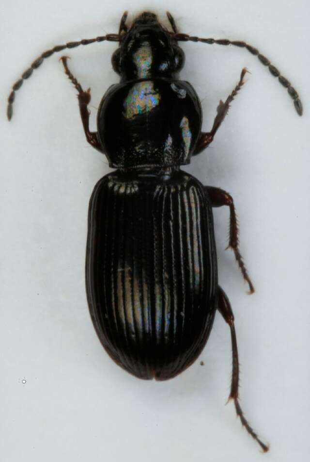 Image de Pterostichus (Phonias) diligens (Sturm 1824)