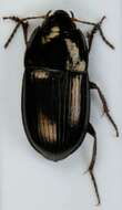 Image of Carabidae