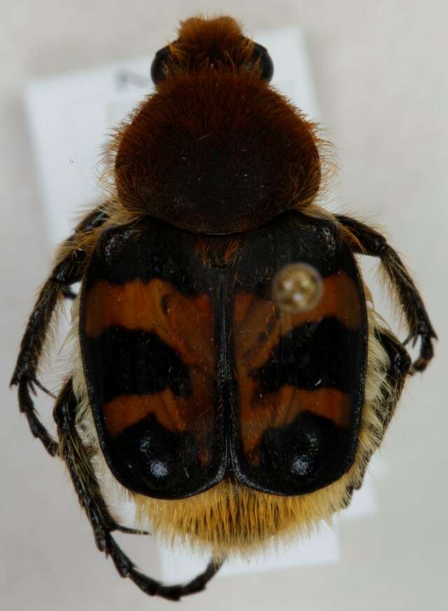 Image of Bee beetle