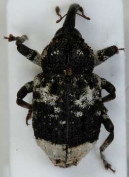 Image of Weevil