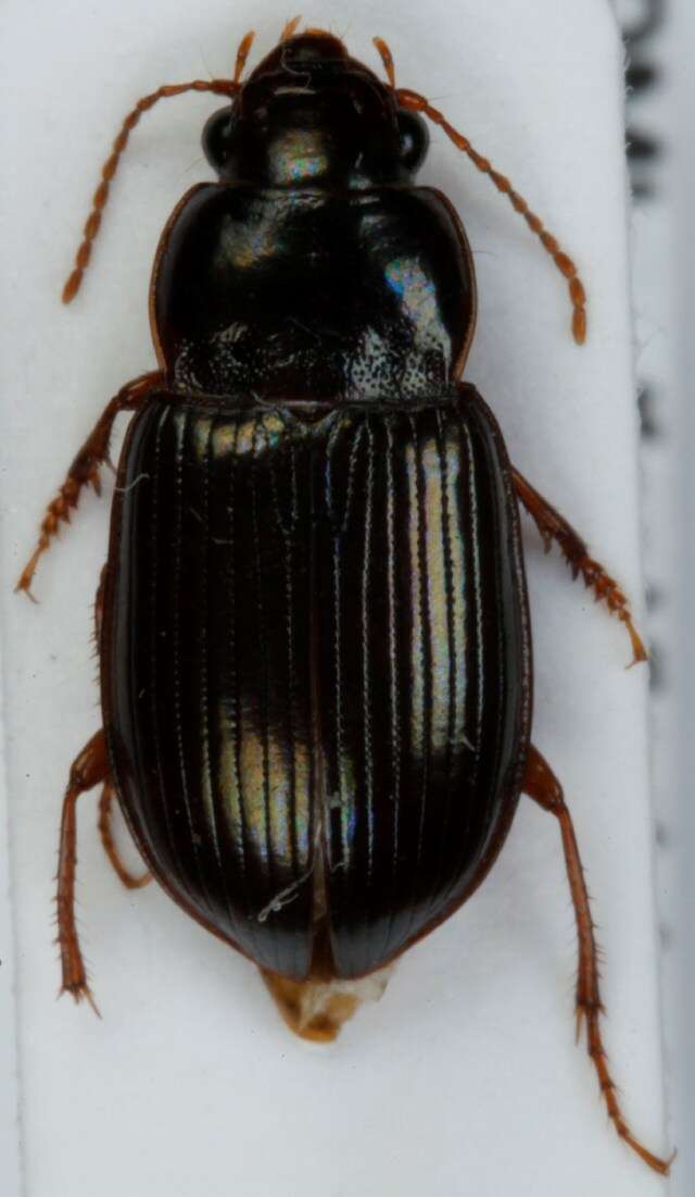 Amara (Bradytus) majuscula (Chaudoir 1850) resmi