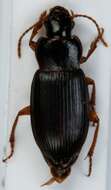 Ophonus (Metophonus) rufibarbis (Fabricius 1792) resmi