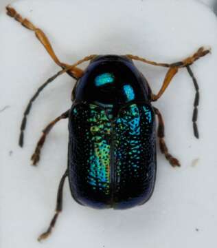 Image of <i>Cryptocephalus nitidulus</i>