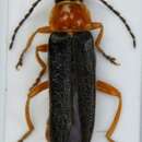 Image of <i>Cantharis nigra</i>