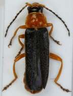 Image of <i>Cantharis nigra</i>