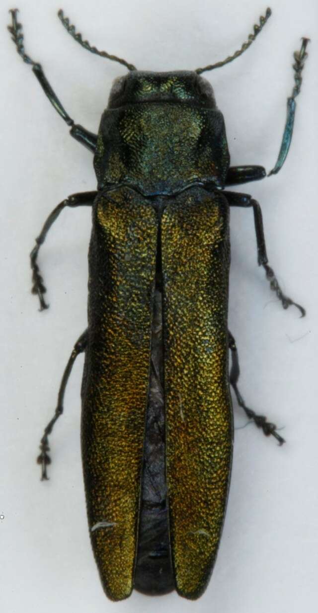 Imagem de Agrilus subauratus Gebler 1833