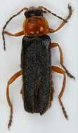 Image of <i>Cantharis nigra</i>