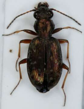 صورة Asaphidion pallipes (Duftschmid 1812)