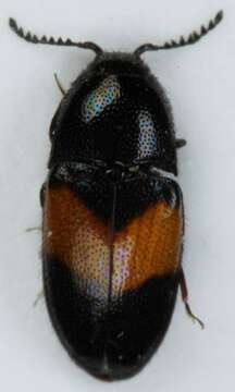 Image of <i>Drapetes mordelloides</i>