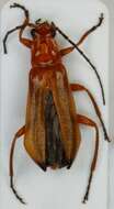 Imagem de <i>Rhagonycha fulva</i>