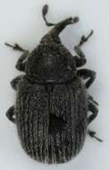 Image of Weevil