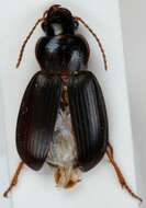 Ophonus (Metophonus) rufibarbis (Fabricius 1792) resmi