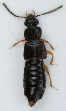 Image of Rove beetle