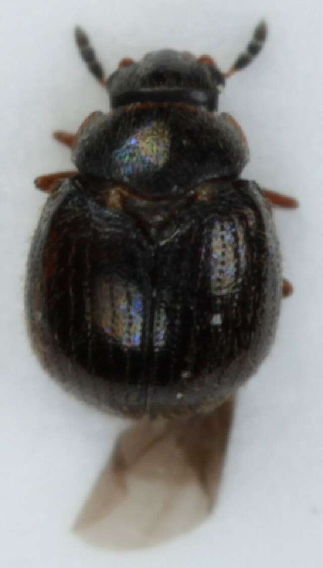 Image of <i>Aspidiphorus orbiculatus</i>