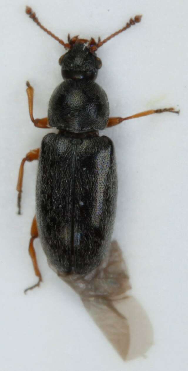 Image of <i>Telmatophilus caricis</i>