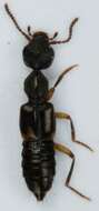 Image of Rugilus (Rugilus) orbiculatus (Paykull 1789)