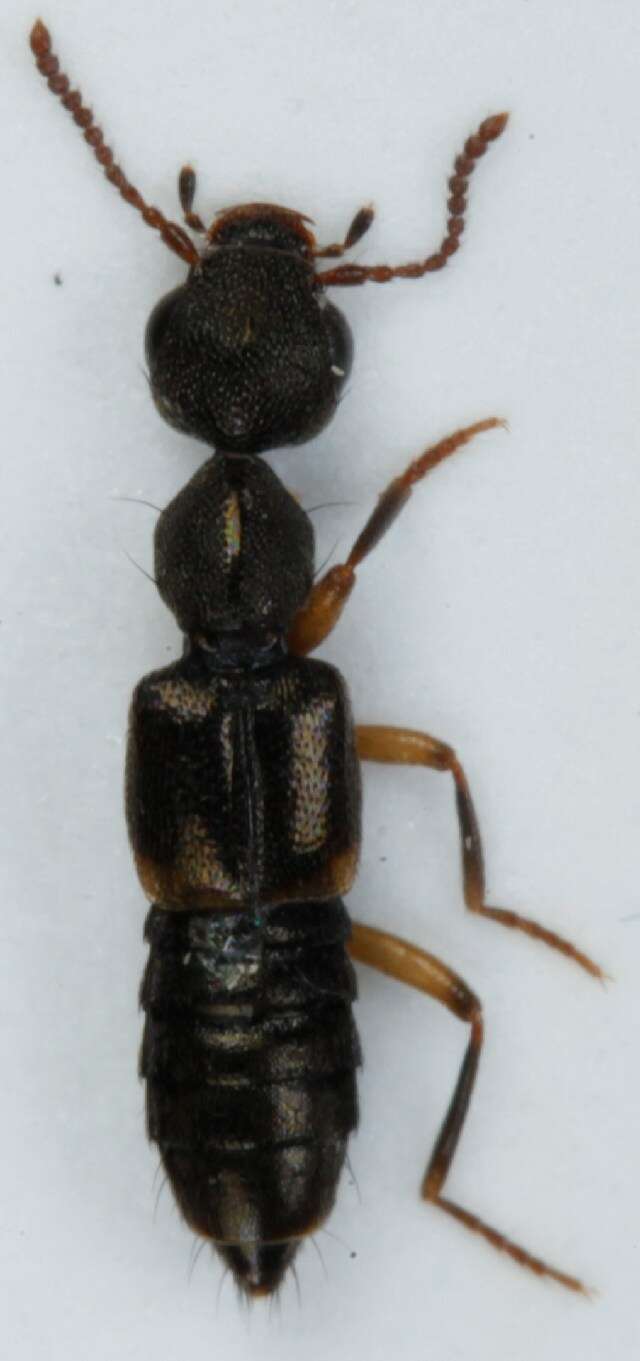 Image of Rugilus (Rugilus) orbiculatus (Paykull 1789)