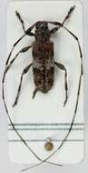 Image of Acanthocinus griseus (Fabricius 1793)