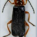 Image de <i>Cantharis flavilabris</i>