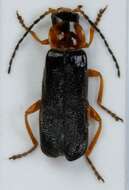 Image of <i>Cantharis flavilabris</i>