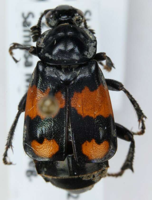 Image of Boreal Carrion Beetle