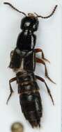 Image of Rove beetle