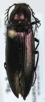 Image of <i>Ctenicera cuprea</i>