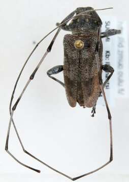 Image of Timberman beetle