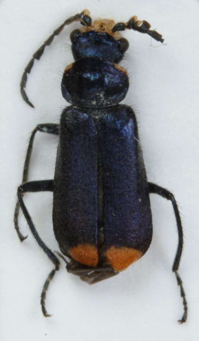 Image of <i>Malachius bipustulatus</i>