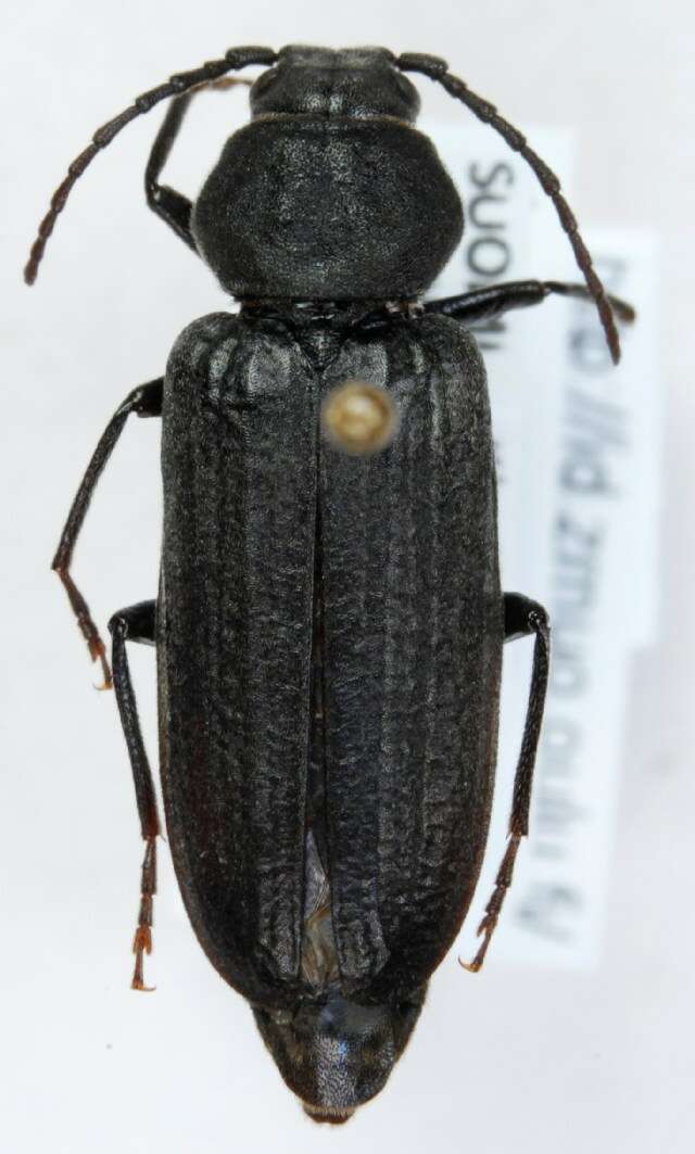 Image of Black Spruce Borer