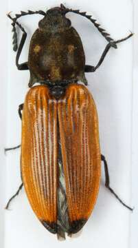 Image de <i>Anostirus castaneus</i>