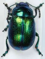 Image of Chrysolina graminis