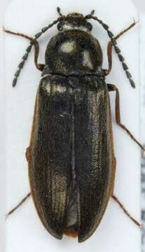 Слика од <i>Eanus costalis</i>