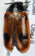 Image of <i>Clytra quadripunctata</i>