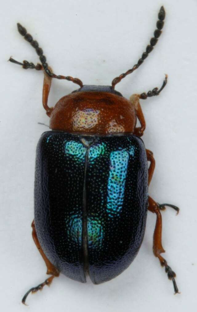 Image of Gastrophysa (Gastrophysa) polygoni (Linnaeus 1758)