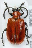 Image of Scarlet lily beetle