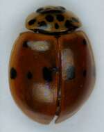 Image of <i>Adalia decempunctata</i>