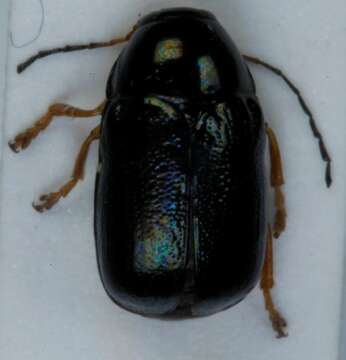 Image of <i>Cryptocephalus nitidus</i>