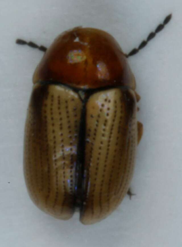 Image of <i>Cryptocephalus fulvus</i>